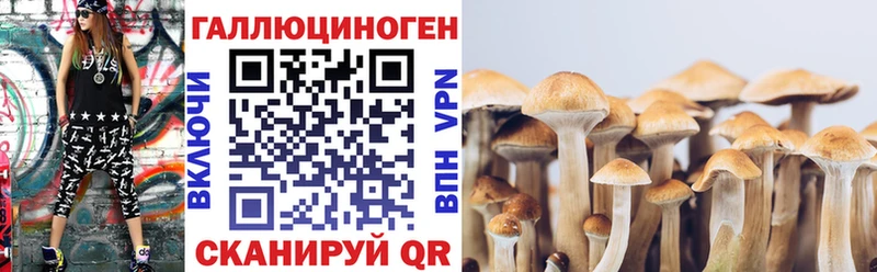 Псилоцибиновые грибы Psilocybe  Моздок 